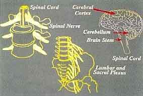 Brain & Spinal Cord